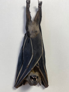 Cadre chauve souris