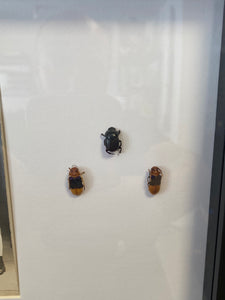 Cadre photo d’époque et insectes