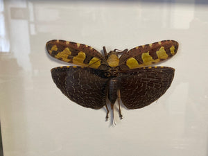 Cadre sanea regalis