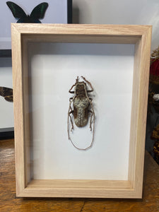 Cadre scarabée