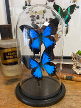 Charger l&#39;image dans la galerie, Globe duo de papilio Ulysse
