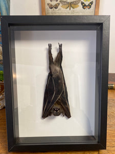 Cadre chauve souris
