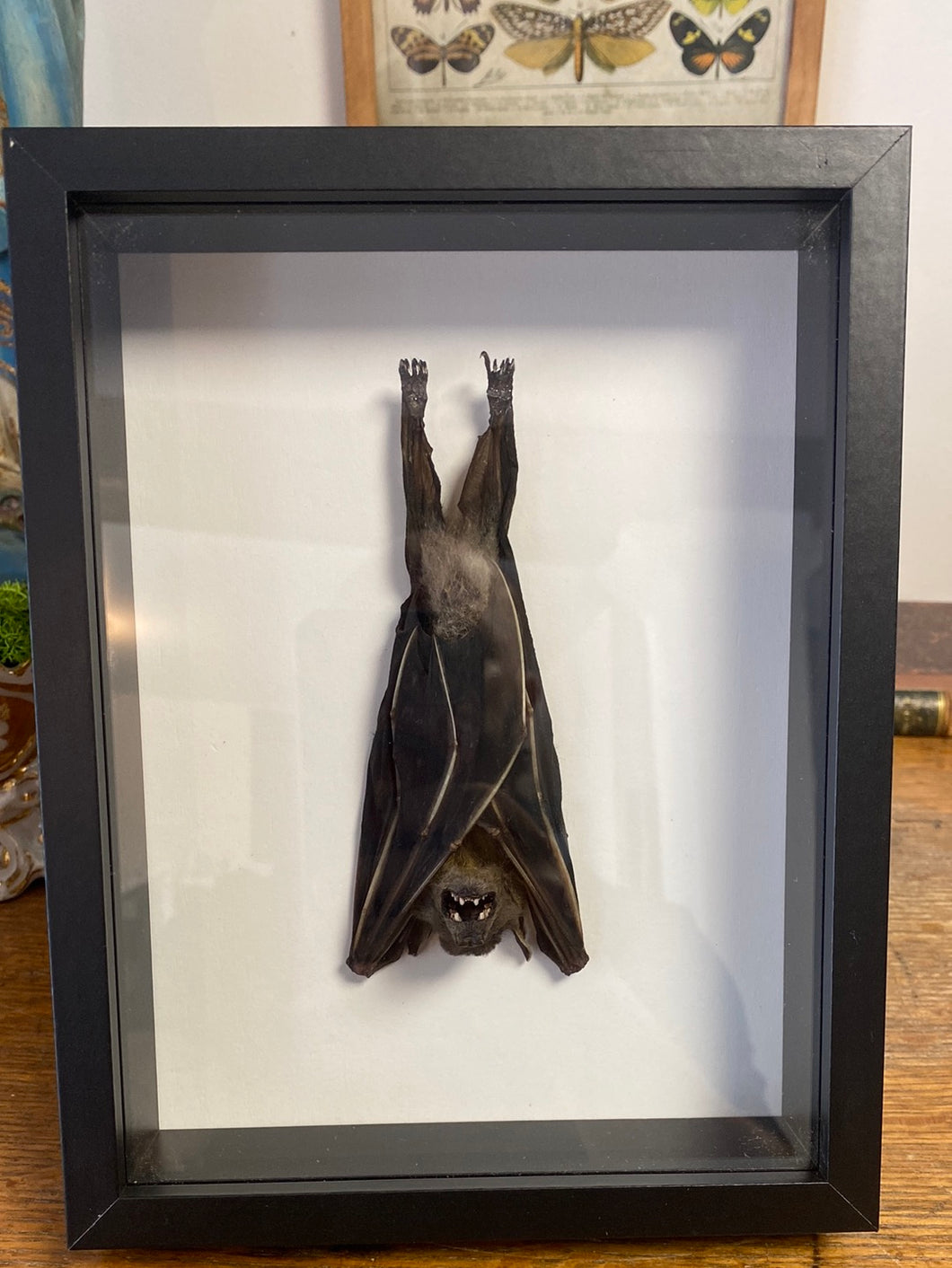 Cadre chauve souris