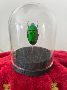 Petit globe heterorrhina sexmaculata