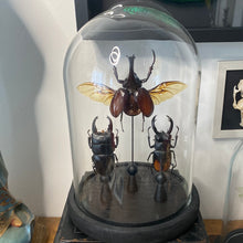 Charger l&#39;image dans la galerie, Trio de scarabées
