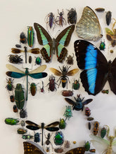 Charger l&#39;image dans la galerie, Cadre tête de mort aux insectes moyen modèle
