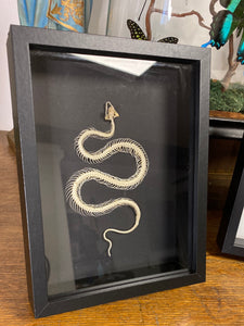 Cadre squelette de serpent