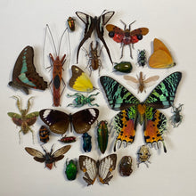Charger l&#39;image dans la galerie, Cadre aux papillons, scarabées et insectes
