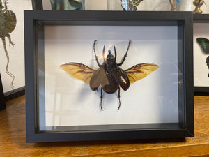 Cadre chalcosoma atlas ailes ouvertes