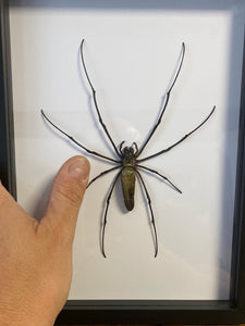 Cadre Nephila