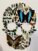 Charger l&#39;image dans la galerie, Cadre tête de mort aux insectes moyen modèle
