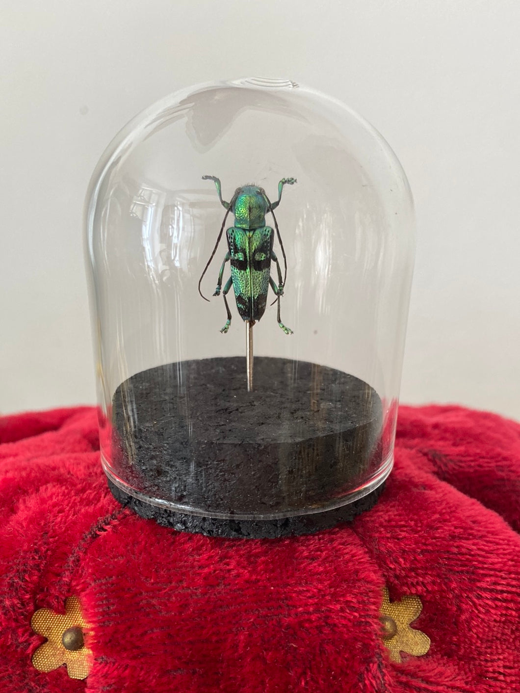 Petit globe glenea celestis