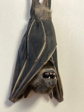 Charger l&#39;image dans la galerie, Cadre chauve souris
