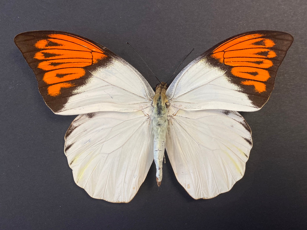 Cadre papillon hebomoia glaucippe