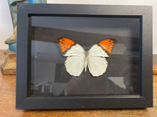 Charger l&#39;image dans la galerie, Cadre papillon hebomoia glaucippe
