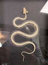 Charger l&#39;image dans la galerie, Cadre squelette de serpent

