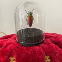 Charger l&#39;image dans la galerie, Petit globe contenant un belionota sumptuosa
