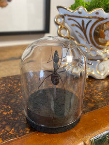 Petit globe fourmi