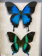 Charger l&#39;image dans la galerie, Cadre de papillons
