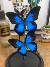 Charger l&#39;image dans la galerie, Globe duo de papilio Ulysse
