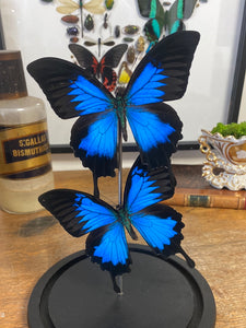 Globe duo de papilio Ulysse