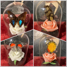 Charger l'image dans la galerie, Rose et papillon
