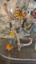 Charger et lire la vidéo dans la visionneuse de la Galerie, Envolée d’insectes sous globe napoléonien (ENVOI À ORGANISER AVANT ACHAT)
