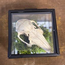 Charger l&#39;image dans la galerie, Véritable crane de lapin dans sa boîte en verre
