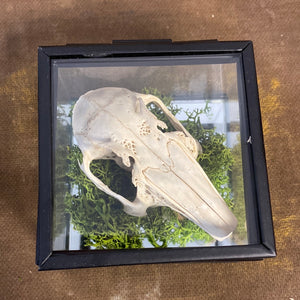 Véritable crane de lapin dans sa boîte en verre