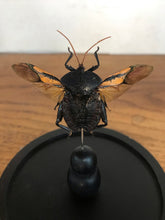 Charger l&#39;image dans la galerie, Globe en verre Oncomeris flavicornis ailes ouvertes
