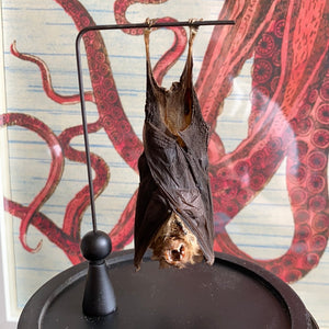 Chauve-souris hipposideros larvatus sous globe en verre