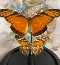 Charger l&#39;image dans la galerie, Duo de Papillons Dione Juno
