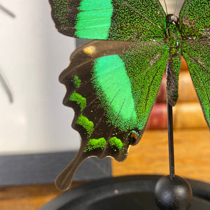Papillon sous globe en verre
