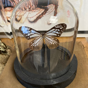 Globe papillon