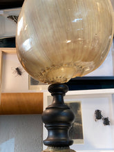 Charger l&#39;image dans la galerie, Coquillage Melo diadema grand modèle
