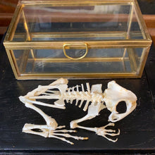 Charger l&#39;image dans la galerie, Véritable squelette de crapaud «duttaphrynus melanostictus » dans sa boîte en verre
