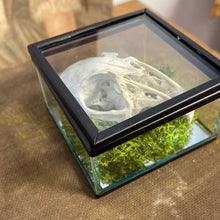 Charger l&#39;image dans la galerie, Véritable crane de lapin dans sa boîte en verre
