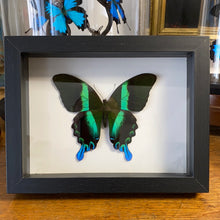 Charger l&#39;image dans la galerie, Cadre papillon « papilio blumei »
