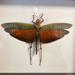 Cadre sauterelle  tropidacris 