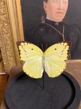 Charger l&#39;image dans la galerie, Globe papillon
