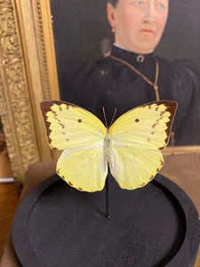 Globe papillon