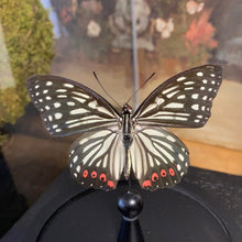Charger l&#39;image dans la galerie, Papillon sous globe en verre

