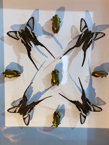 Cadre géométrie aux papillons et insectes