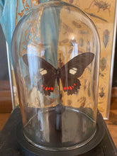 Charger l&#39;image dans la galerie, Papillon sous globe en verre
