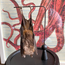 Charger l&#39;image dans la galerie, Chauve-souris hipposideros larvatus sous globe en verre
