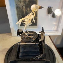 Charger l&#39;image dans la galerie, Le petit oiseau est sorti!!
