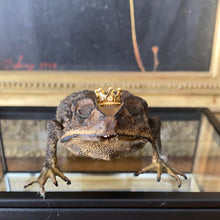 Charger l&#39;image dans la galerie, Véritable crapaud « prince charmant » dans sa boîte en verre
