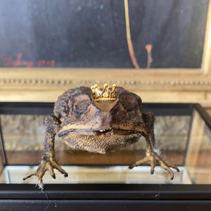 Véritable crapaud « prince charmant » dans sa boîte en verre