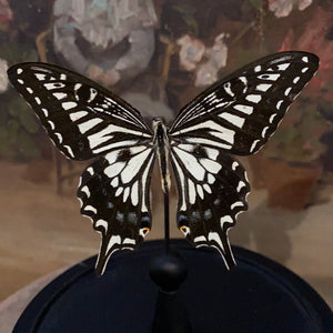 Papillon sous globe en verre