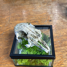Charger l&#39;image dans la galerie, Véritable crane de lapin dans sa boîte en verre

